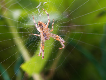 Close-up of spider on web