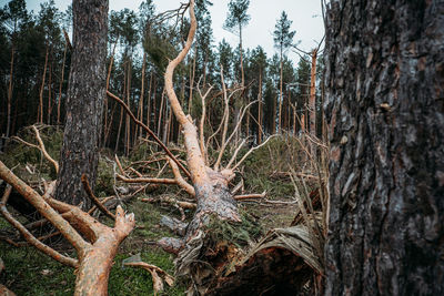 Close-up of tree trunks in forest