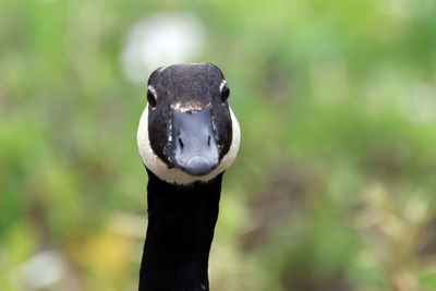 Close-up of canada goose