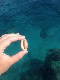 Close-up of hand holding crab at beach