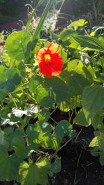 Close-up of red flowering plant