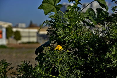 View of flowering plant against trees