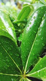 Full frame shot of wet leaf