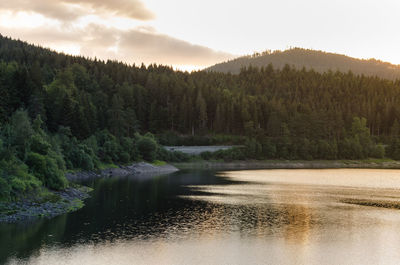 Scenic view of river amidst trees in forest against sky