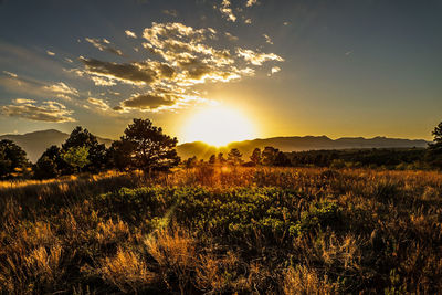 Scenic view of field against sky during sunset