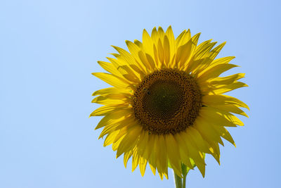 Close-up of sunflower against clear sky