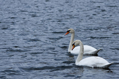 Swan swimming in lake