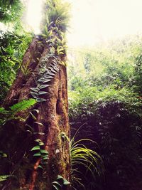 Plants growing on tree trunk