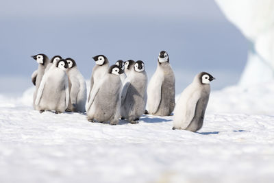 View of birds on snow covered land