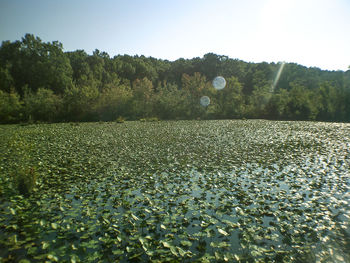 Scenic view of field against clear sky