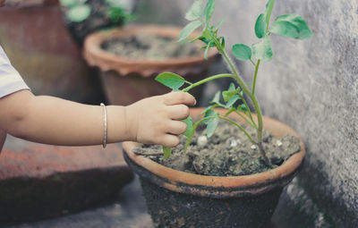 Cropped hand holding potted plant