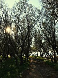 Trees on landscape against sky