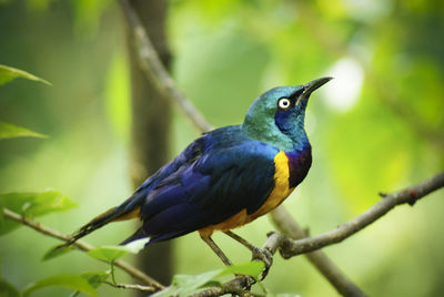 Close-up of superb starling perching on tree stem