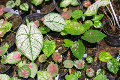 Full frame shot of plants