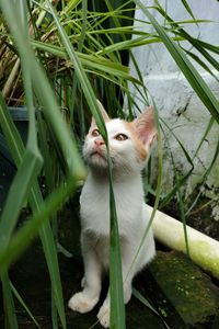 Portrait of a cat