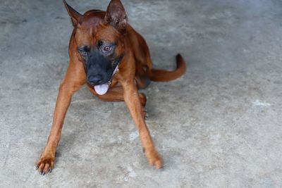 pet