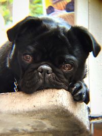 Close-up portrait of pug