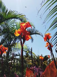 Low angle view of orange flowering plants against sky