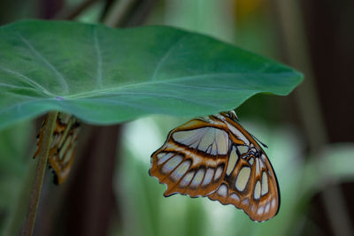 moths and butterflies