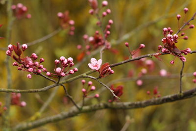 Close-up of flower buds