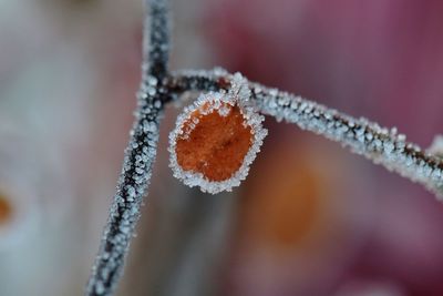 Close-up of a leaf