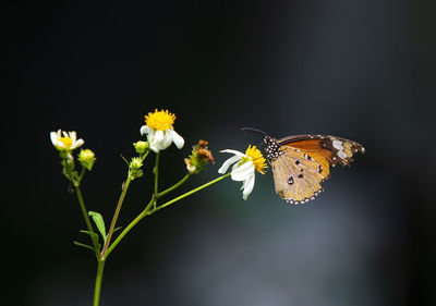 Close-up of butterfly pollinating on flower