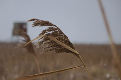 Close-up of dry leaf against the sky