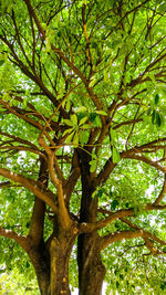 Low angle view of tree