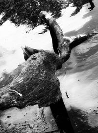 High angle view of driftwood on beach