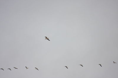 Low angle view of birds flying in the sky