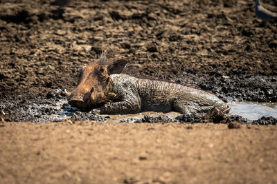 Common warthog lies in mud at waterhole