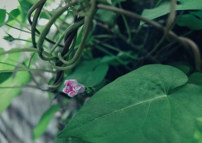 Close-up of pink flower growing on plant