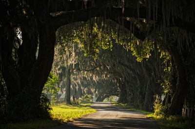 Road amidst trees