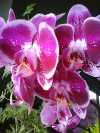 Close-up of purple flowers blooming outdoors