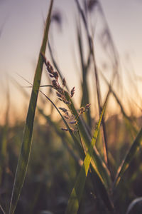 Close-up of plant growing on field