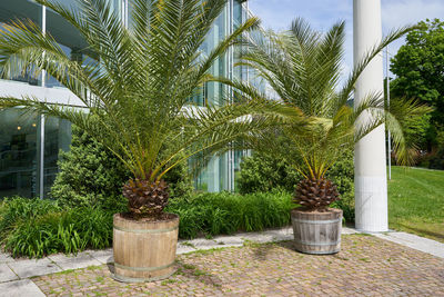 Potted plants on sidewalk against building