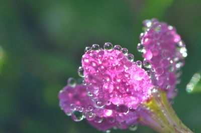 Close-up of wet pink flower blooming outdoors