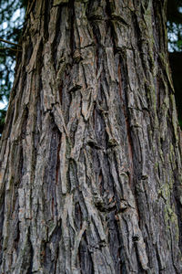 Low angle view of tree trunk
