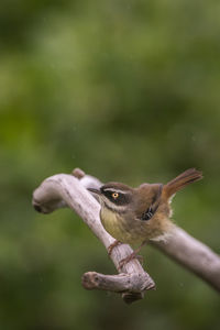 Close-up of bird flying