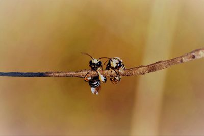 Close-up of leafcutter bee on dry twig