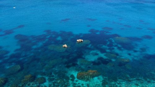 School of fish swimming in sea