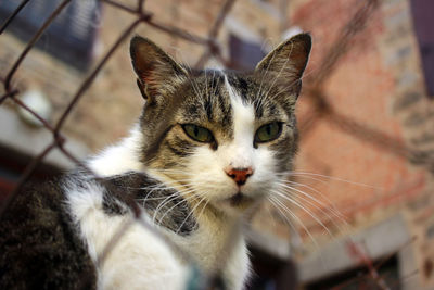 Close-up portrait of cat
