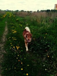 Portrait of a dog on field