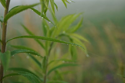 Close-up of dew on plant