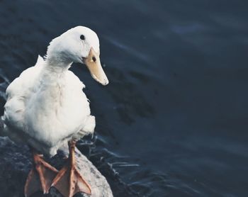 High angle view of seagull on lake