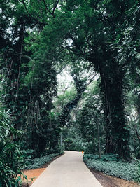 Empty road amidst trees in forest