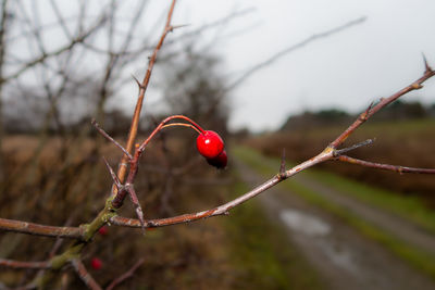 branch
