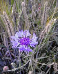 Close-up of purple crocus flowers on field