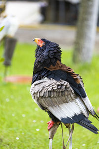 Close-up of bird perching on a field