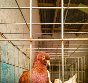 Close-up of bird in cage